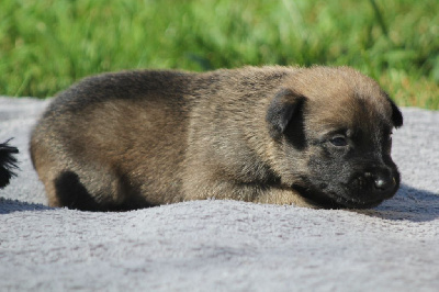 Les chiots de Berger Belge