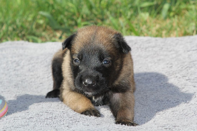 Les chiots de Berger Belge