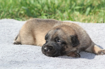 Les chiots de Berger Belge