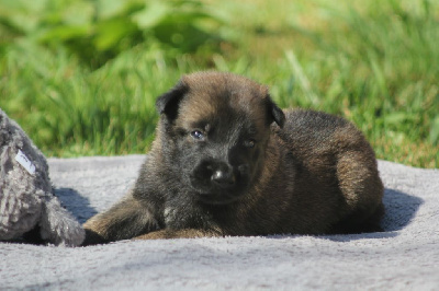 Les chiots de Berger Belge