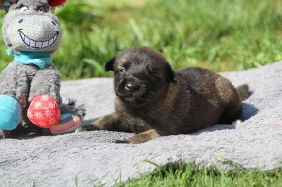 Les chiots de Berger Belge