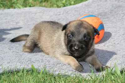 Les chiots de Berger Belge