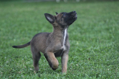 Les chiots de Berger Belge