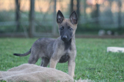 Les chiots de Berger Belge