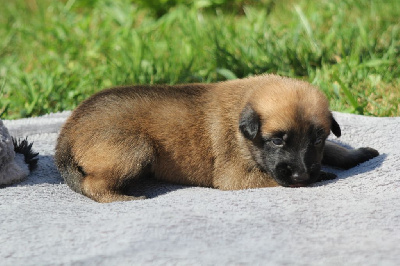 Les chiots de Berger Belge