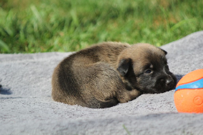 Les chiots de Berger Belge