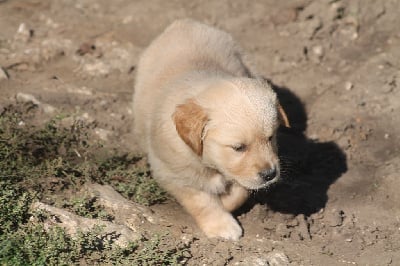 Femelle collier rose fluo - Golden Retriever