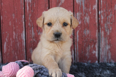 Les chiots de Golden Retriever