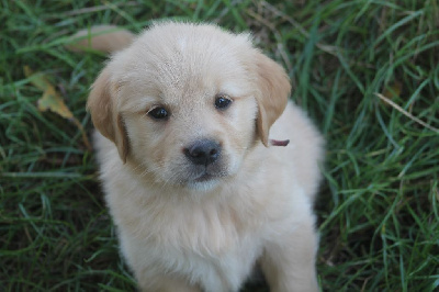 Les chiots de Golden Retriever