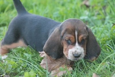 Les chiots de Basset Hound