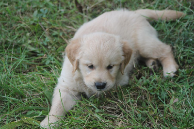 Les chiots de Golden Retriever