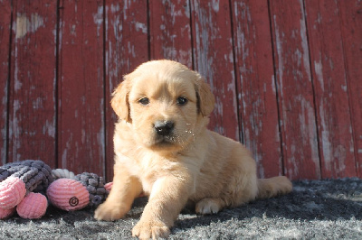 Les chiots de Golden Retriever