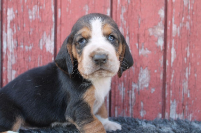 Les chiots de Basset Hound