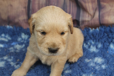 Les chiots de Golden Retriever