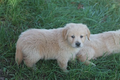 Les chiots de Golden Retriever