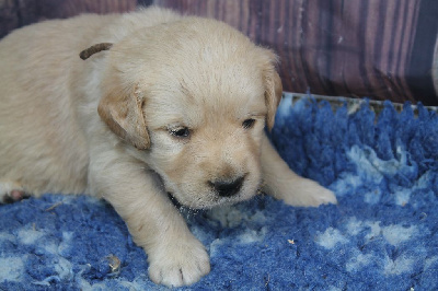 Les chiots de Golden Retriever