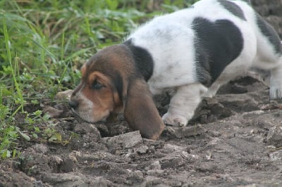 Les chiots de Basset Hound