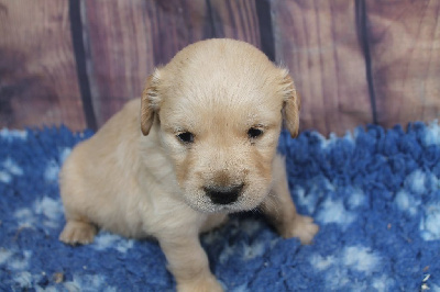 Les chiots de Golden Retriever