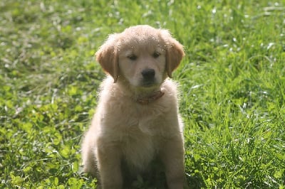 Les chiots de Golden Retriever