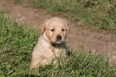 Femelle collier bleu - Golden Retriever