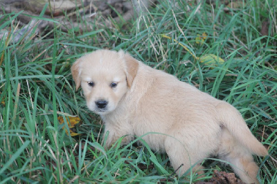 Les chiots de Golden Retriever