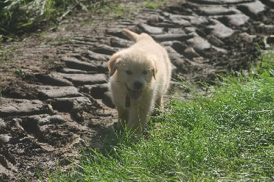 Les chiots de Golden Retriever