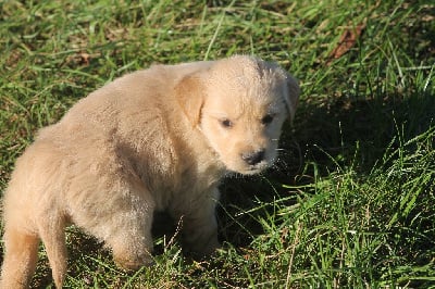 Les chiots de Golden Retriever