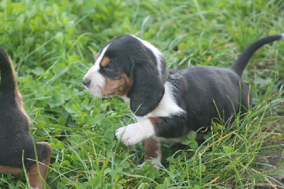 Les chiots de Basset Hound