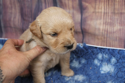 Les chiots de Golden Retriever