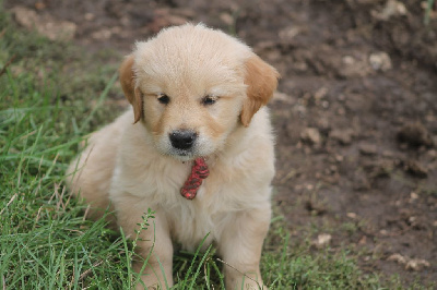 Les chiots de Golden Retriever