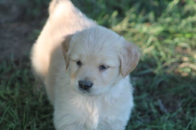 Les chiots de Golden Retriever