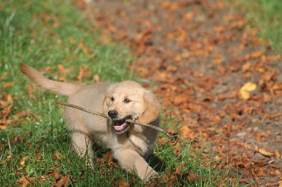 Mâle collier multicolore - Golden Retriever