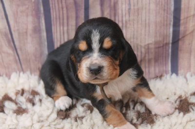 Les chiots de Basset Hound