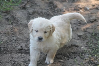 Femelle collier rose clair - Golden Retriever