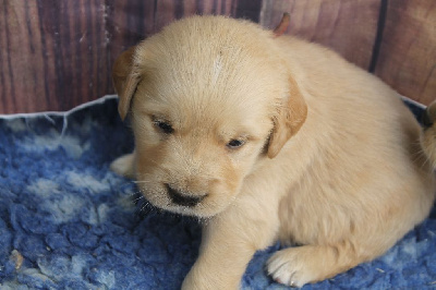 Les chiots de Golden Retriever