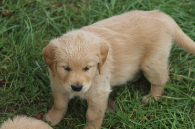 Les chiots de Golden Retriever