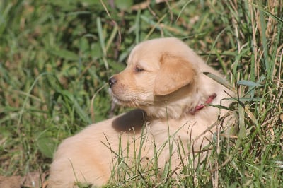 Les chiots de Golden Retriever