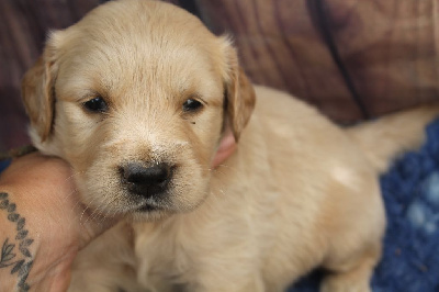 Les chiots de Golden Retriever