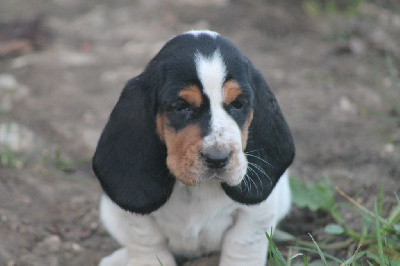 Les chiots de Basset Hound