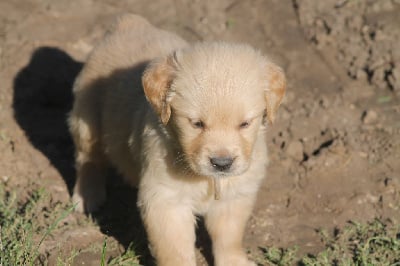 Les chiots de Golden Retriever