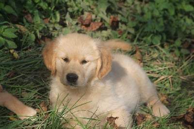 Les chiots de Golden Retriever