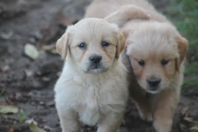 Les chiots de Golden Retriever