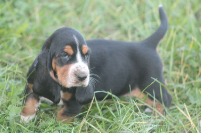 Les chiots de Basset Hound