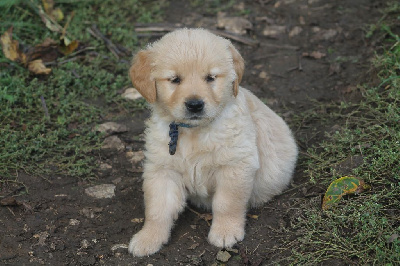 Les chiots de Golden Retriever