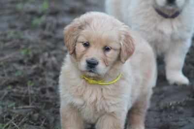 Les chiots de Golden Retriever