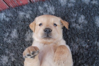 Les chiots de Golden Retriever