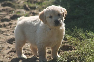 Mâle collier multicolore - Golden Retriever