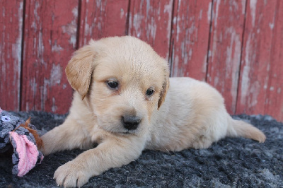 Les chiots de Golden Retriever