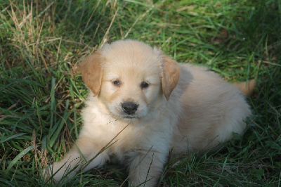 Les chiots de Golden Retriever