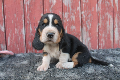 Les chiots de Basset Hound